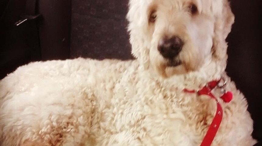 Köpeğinin Başına Kamera Taktı, Sonra Bakın Neler Oldu?