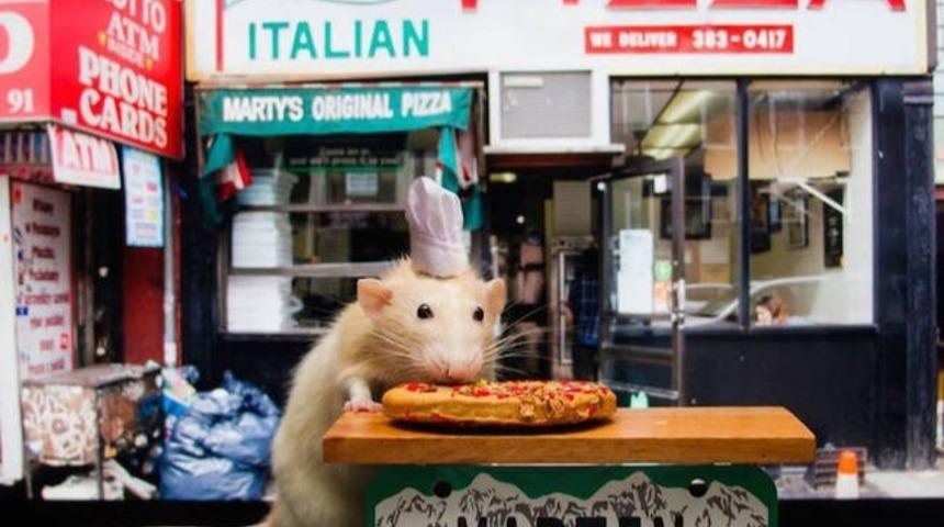 Sahibinin Bu Bıcırık Fare İle Çektiği Fotoğraflara İnanamayacaksınız?