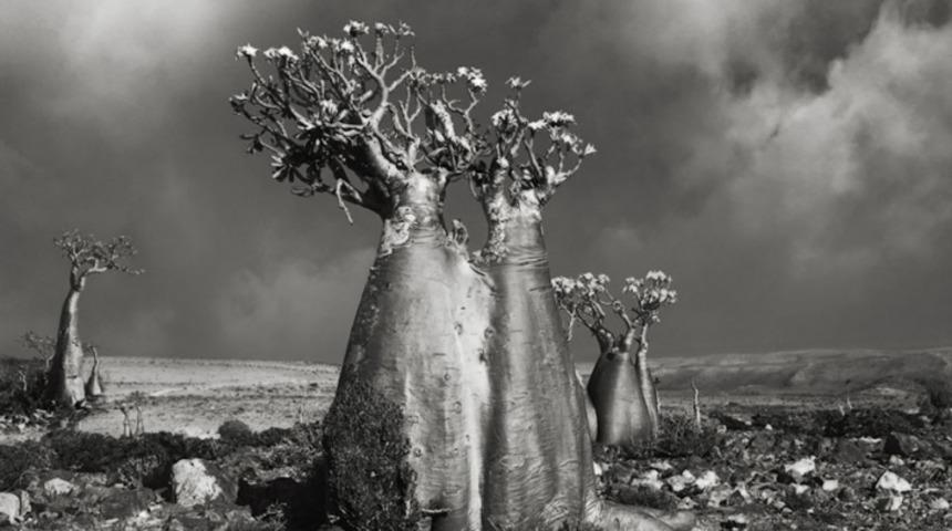 Bu 20 Ağacı Fotoğraflamak İçin Tam 14 Yıl Harcadı