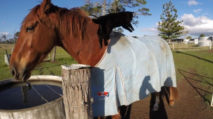 At Binmeyi Seven Kedi Mi Olur? Yapmışlar Olmuş!