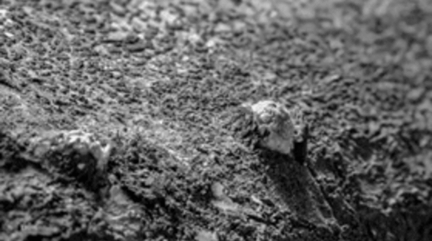 Mantarların Nasıl B&uuml;y&uuml;d&uuml;ğ&uuml;ne İnanamayacağınız 8 Gif!