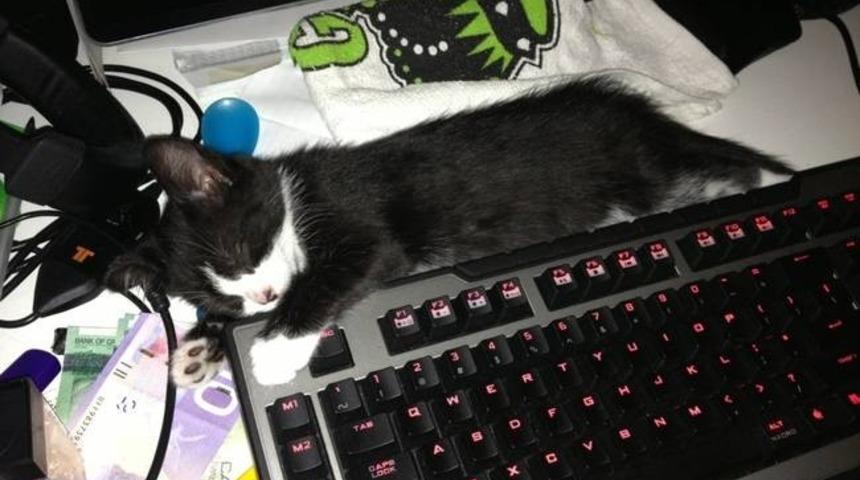 &Ccedil;ok Uykusu Olan 15 Tatlı Hayvan