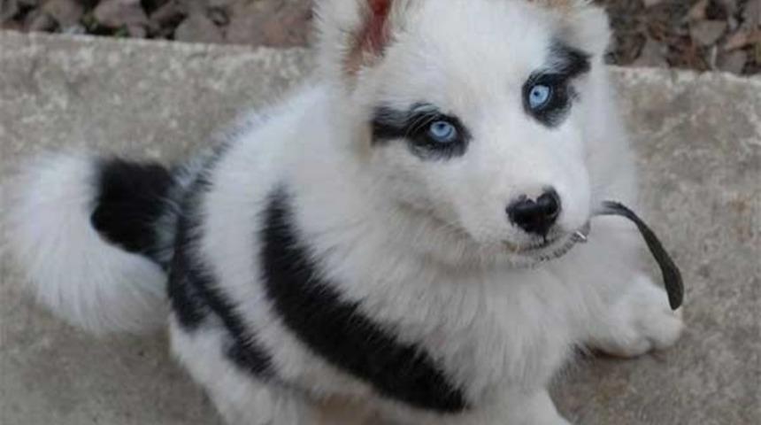 Eşsiz Bir Posta Sahip 29 K&ouml;pek