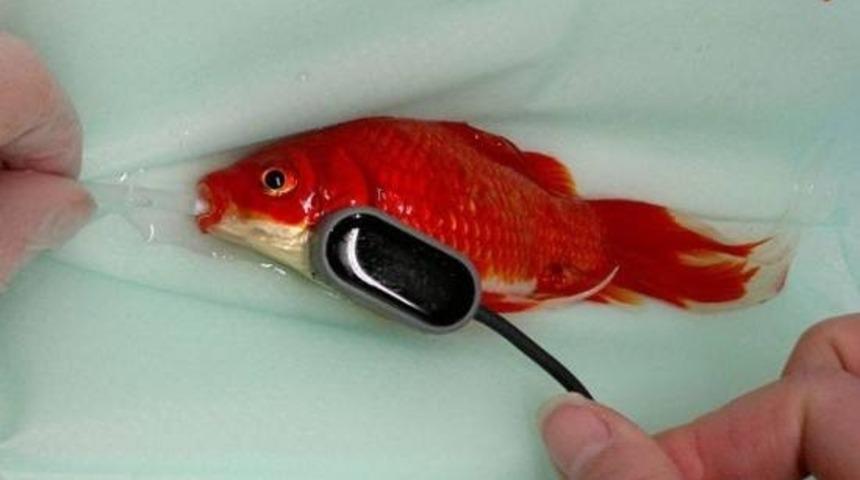 Bu Adamın Balığı İ&ccedil;in Verdiği &Ccedil;aba Sizi Şaşkınlığa Uğratacak!