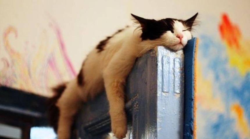 Kedinizin Sizi Aldattığının 12 Sinyali