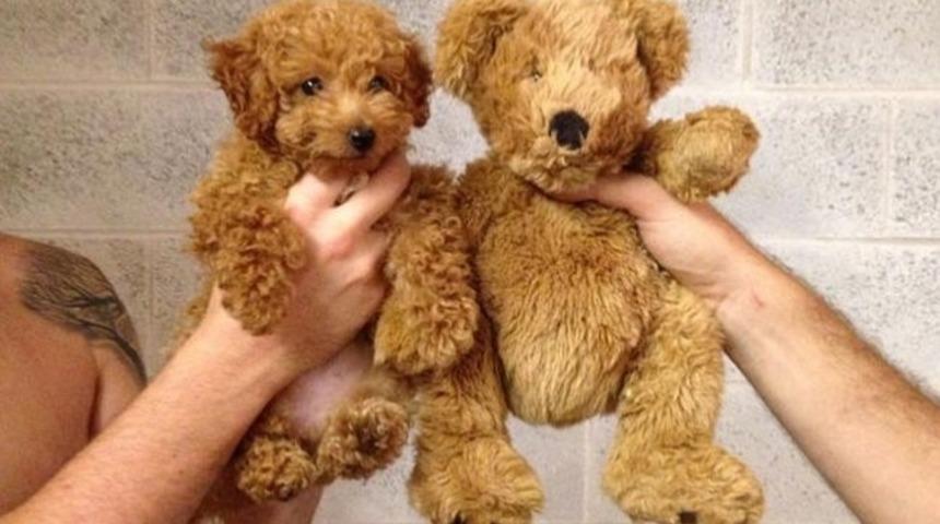 Yavru Bir K&ouml;pek Olmanın G&ouml;r&uuml;nd&uuml;ğ&uuml;nden Daha Zor Olduğunu G&ouml;steren 25 Şey