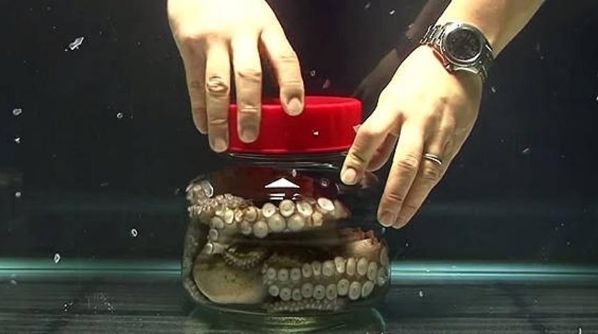 Kavanoza Kapanan Ahtapot Bir Yolunu Bulup Ka&ccedil;ıyor!