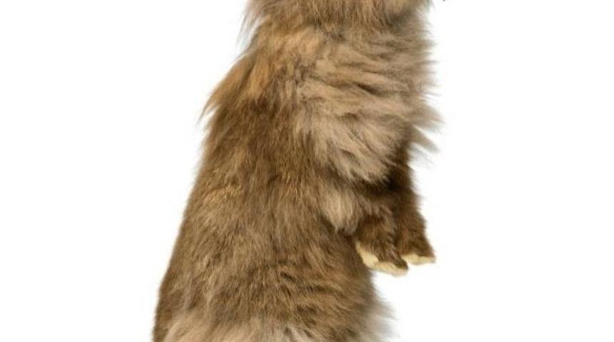 Yemekleriyle Birleşen 13 Tatlı Hayvan