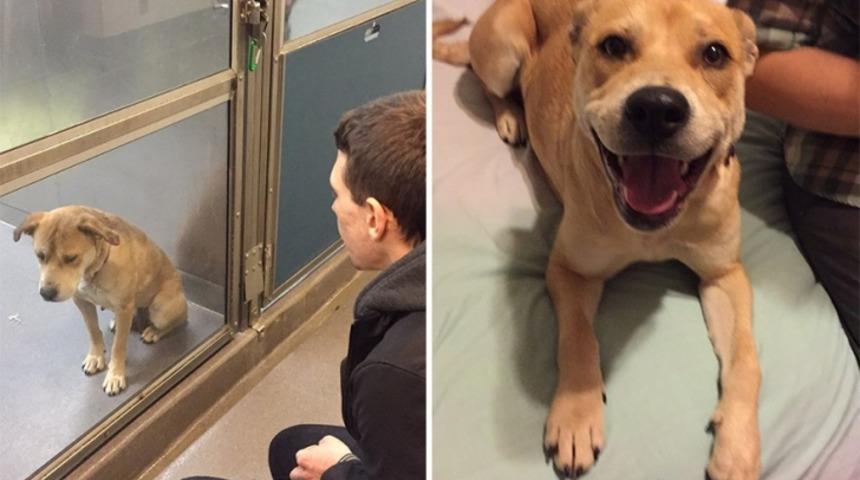 Sahiplenilen Hayvanların &Ouml;ncesi ve Sonrasına Dair İ&ccedil;inizi Isıtacak 15 Fotoğraf