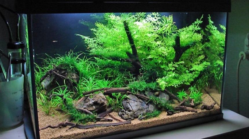 Akvaristlerin Sık&ccedil;a Yaptığı Hatalar 