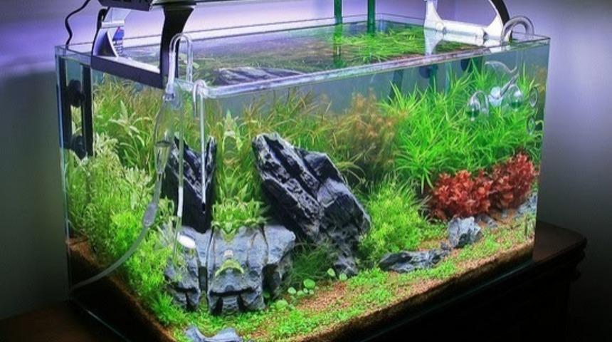 İlk Akvaryum Kurulumunda Yapılan Hatalar