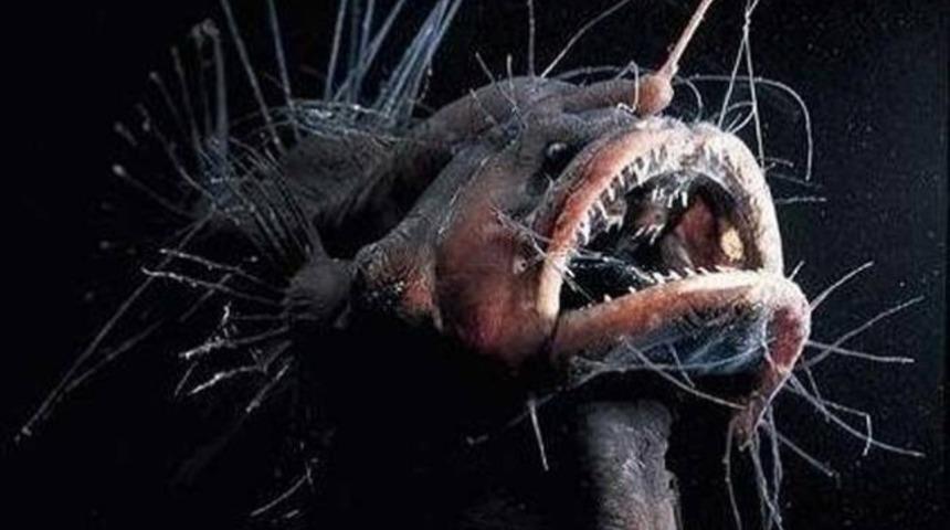 Denizler Altında Yaşamakta Olan 10 Dehşet Verici Canavar