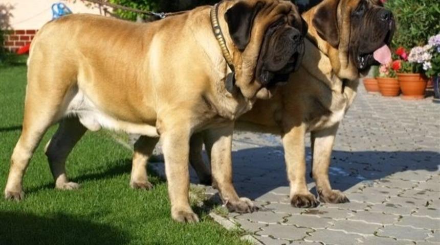 Mutlaka G&ouml;rmelisin! D&uuml;nyanın En B&uuml;y&uuml;k 8 K&ouml;pek T&uuml;r&uuml;! 