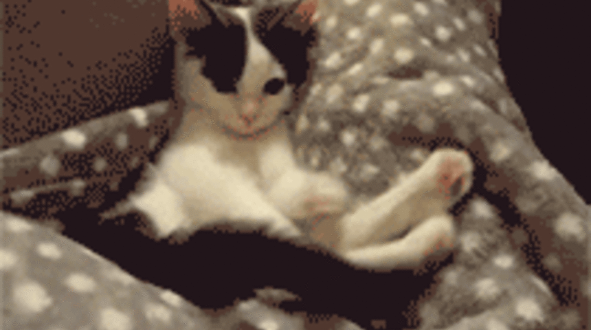 Kedilik Meselesini Tam Olarak Kavrayamamış 10 &Ccedil;ılgın Arkadaş!