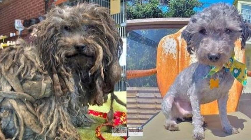 Bu K&ouml;peğin Kurtarılışından Sonraki Hali Y&uuml;rekleri Yakıyor