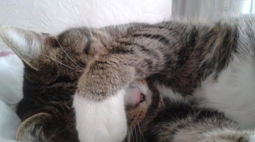 Kameralar Karşısında Hi&ccedil; Rahat Olmayan 11 Komik Hayvan