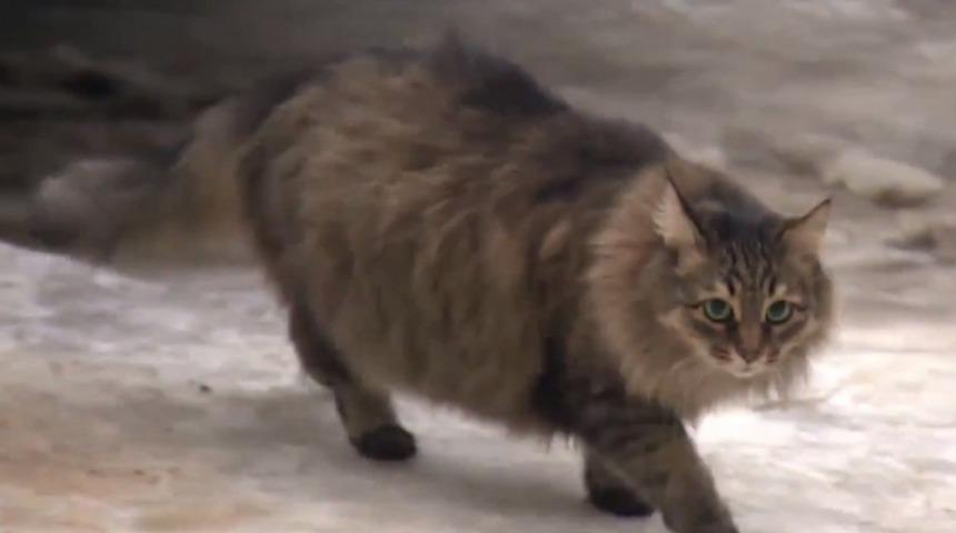 Sokak Kedisi, Donan Bebeği Gece Boyunca Sıcak Tutarak Kurtardı!