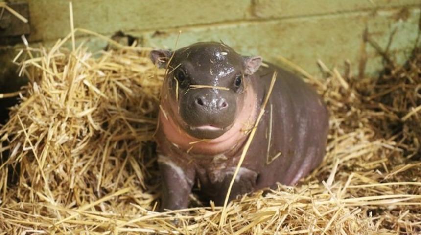 Bu K&uuml;&ccedil;&uuml;k Bebek Hippo'nun Fotoğrafları En Karanlık G&uuml;n&uuml;n&uuml;z&uuml; Aydınlatacak!
