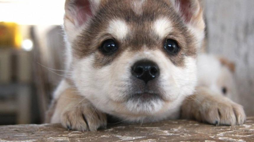 K&uuml;&ccedil;&uuml;k K&ouml;pek&ccedil;iği Yolun Ortasından Kurtaran Kahraman Polis!