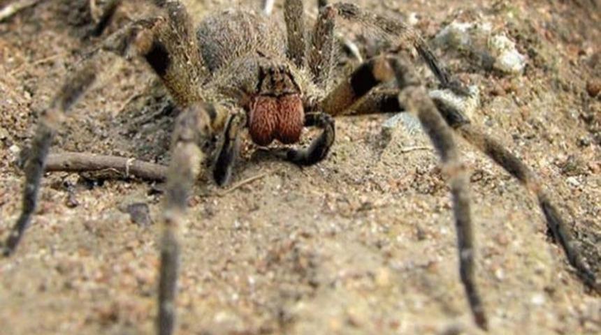 D&uuml;nyanın En &Ouml;l&uuml;mc&uuml;l 10 Hayvanını Biliyor Musunuz?