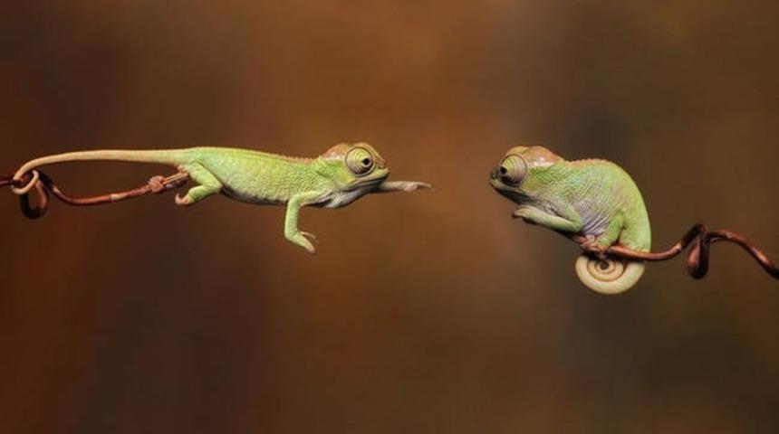 Doğal Yaşamda Çekilen 10 Sürreal Fotoğraf