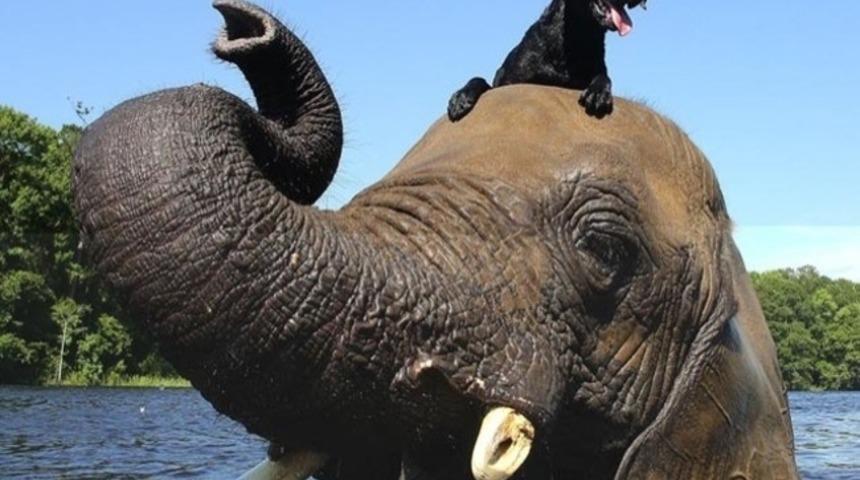 Türler Arasındaki Engelleri Kıran 10 Muhteşem Hayvan Arkadaşlığı