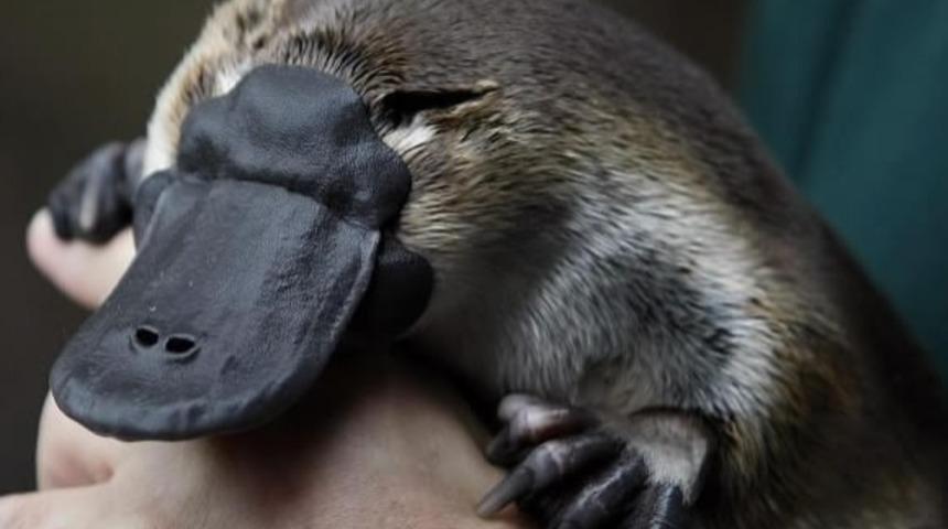 Hi&ccedil; Bir Ornitorenk Sevdiniz mi?