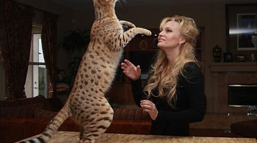 Dünyanın En Büyük 8 Evcil Kedi Türü