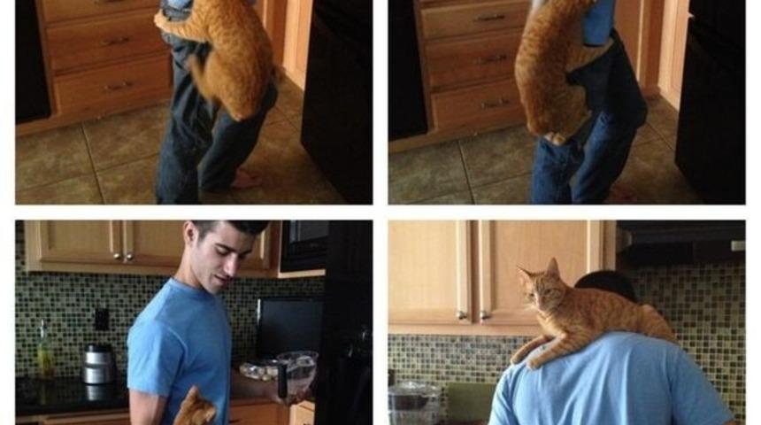 Sadece Kedi Sahiplerinin Anlayacağı 10 Müthiş Mücadele