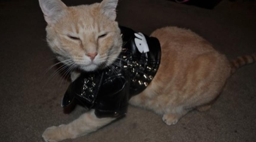 Kedilerden Korkan Köpekler!