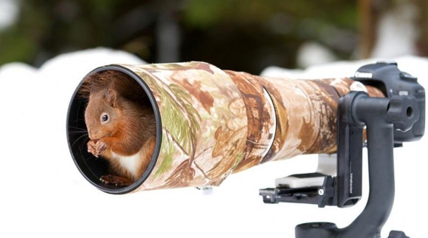 Kamerayla Samimi Olan 10 Hayvan
