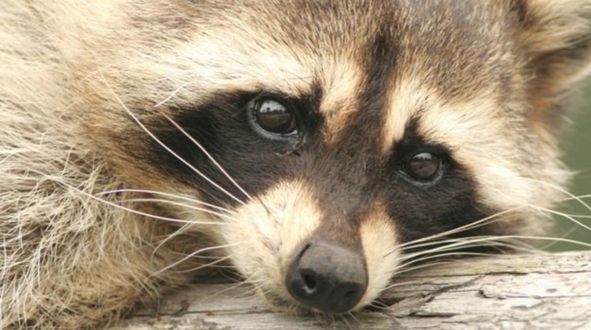 Koyu Göz Çevresi Halkalarından Kırmızı Ruj Hilesi ile Kolayca Kurtulun