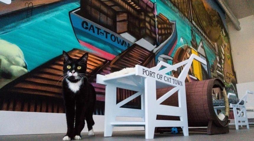 Kedilerden Başınızı Kaldıramayacağınız 10 Turist Noktası