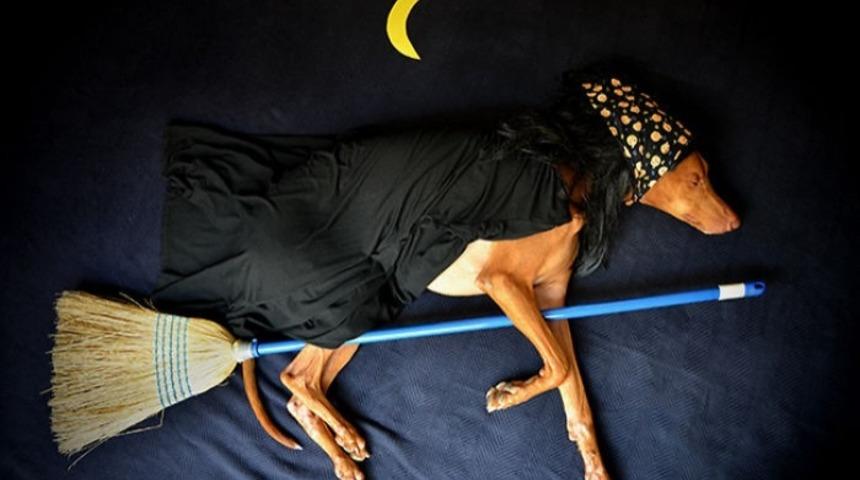 10 Tatlı Uyuyan K&ouml;pek Fotoğrafı