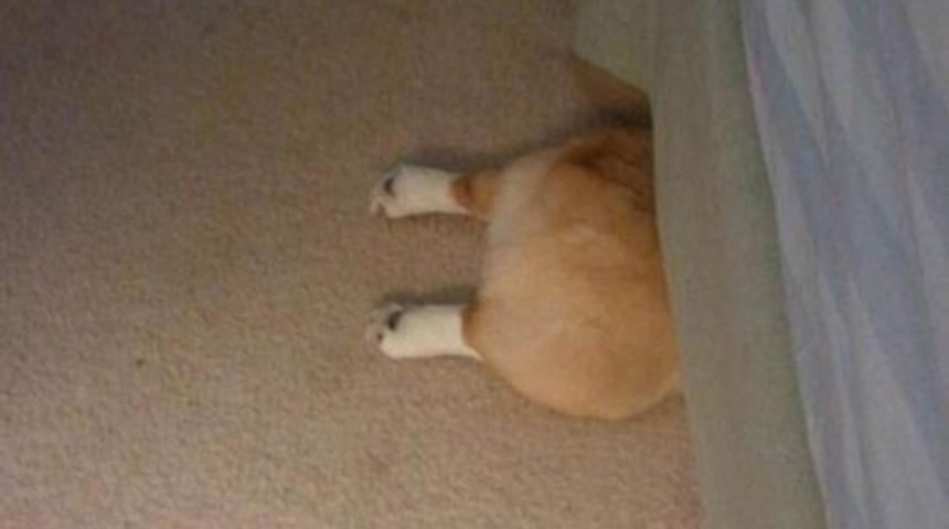 Sahiplerinden Saklanmakta Başarısız 10 Köpek