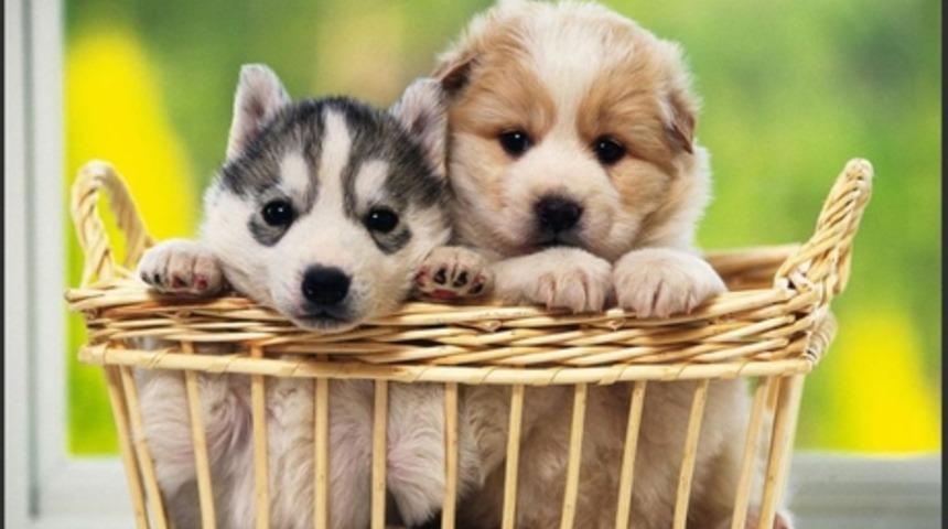 Ger&ccedil;ek Yaşını Tahmin Edebilir Miyiz?