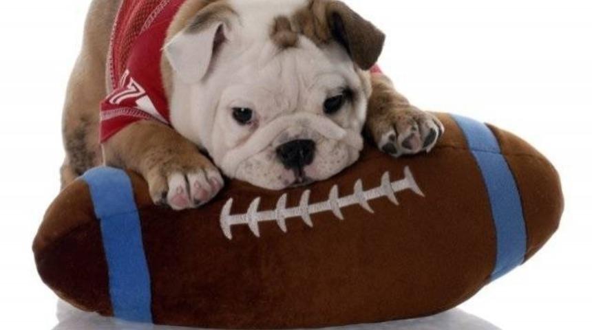 Oyuncaklarının B&uuml;y&uuml;kl&uuml;ğ&uuml;n&uuml; Anlayamayan 10 Aptal K&ouml;pek