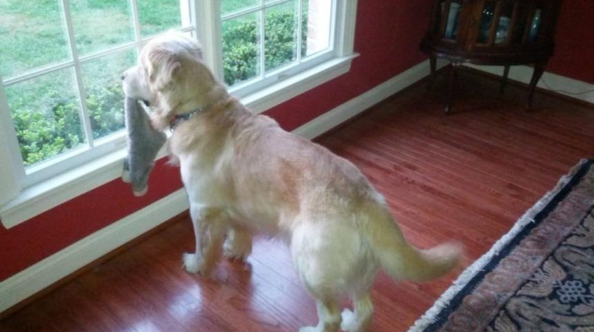 Sahiplerinin Eve Gelmesini Bekleyen 10 Köpek ve Kedi