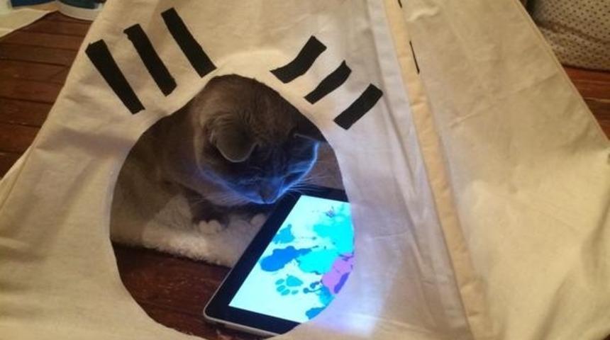 Hayallerinizdeki Hayatı Yaşayan 10 Şanslı Kedi