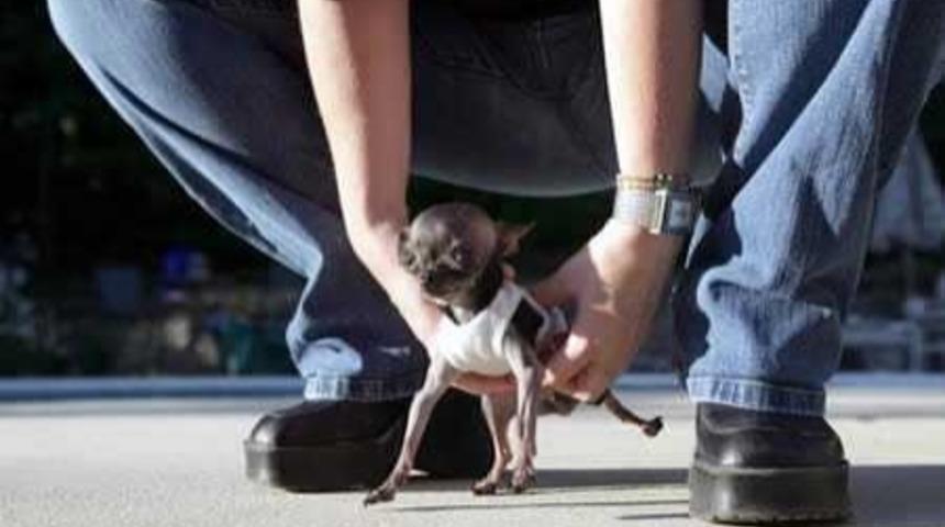 D&uuml;nya&rsquo;nın En K&uuml;&ccedil;&uuml;k 10 Hayvanı