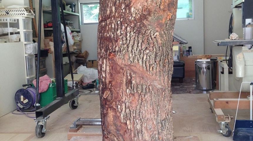 Japon Heykeltraş Ağa&ccedil; G&ouml;vdelerinden Muhteşem İşler Yapıyor!