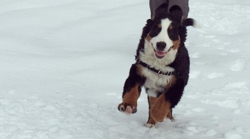 Bu Köpek Karda Sandığınızdan Daha Fazla Eğleniyor!