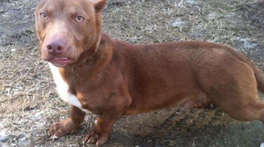 Pitbull İle Dakhund &Ccedil;iftleşirse Ne Mi Olur?