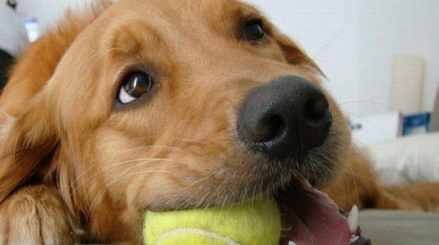 Bu Köpek Tenis İzlemeye Bayılıyor!