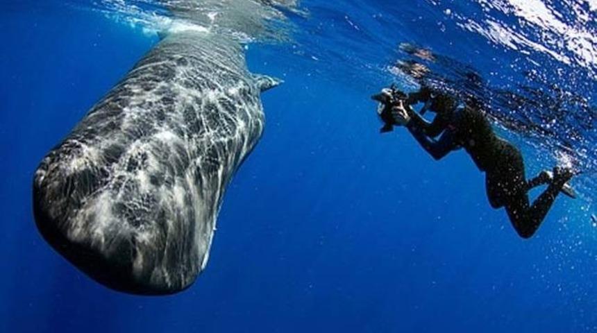 Balina Dalgı&ccedil;ı Az Daha Kakasında Boğuyordu!
