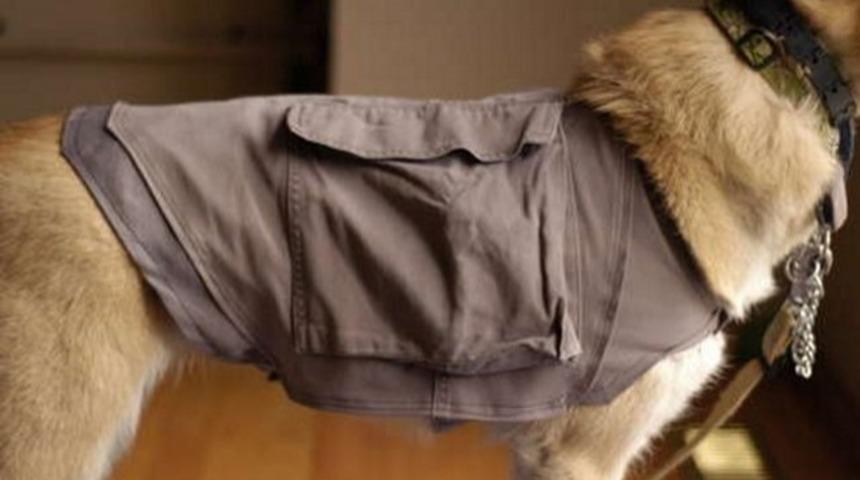 K&ouml;peği Olan Herkesin Mutlaka Bilmesi Gereken 10 P&uuml;f Noktası