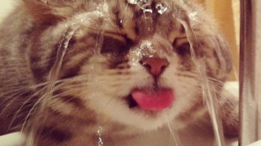 Suyu Sandığınızdan Daha &Ccedil;ok Seven 10 &Ccedil;ılgın Kedi