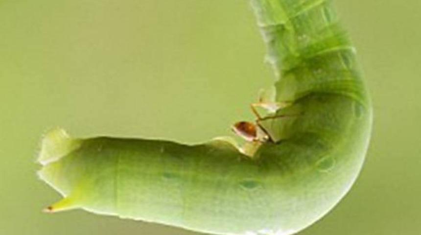 Bu Karınca, B&ouml;cek Camiasının Herk&uuml;l&uuml; Olduğunu Kanıtladı!