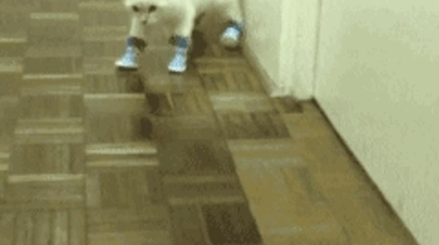 Kediler Ve Kadınlar Arasındaki İnanılmaz 11 Benzerlik!