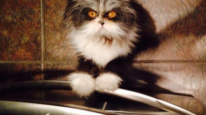 Bu Kedinin Bakışları Sizi Cehenneme G&ouml;nderecek